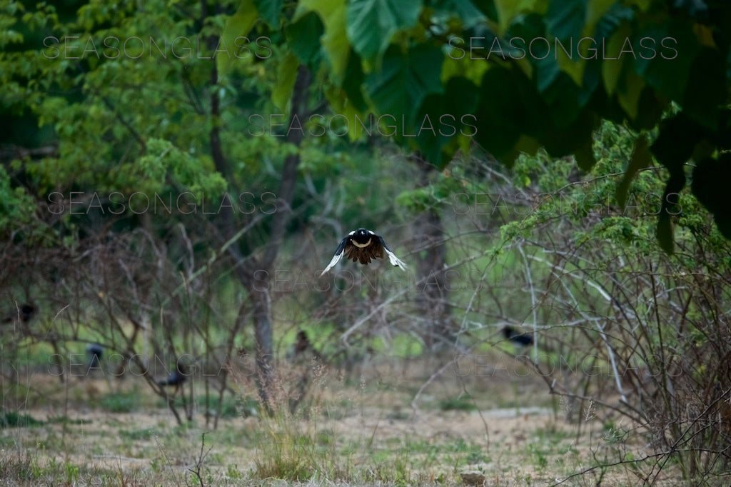 Magpie