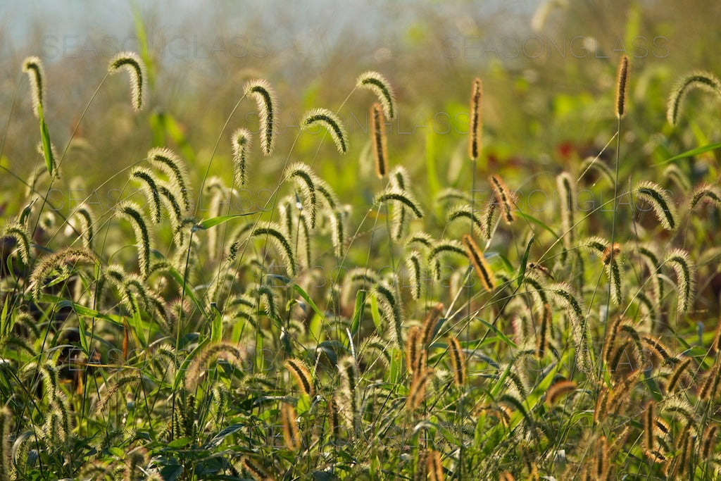 Green Foxtails