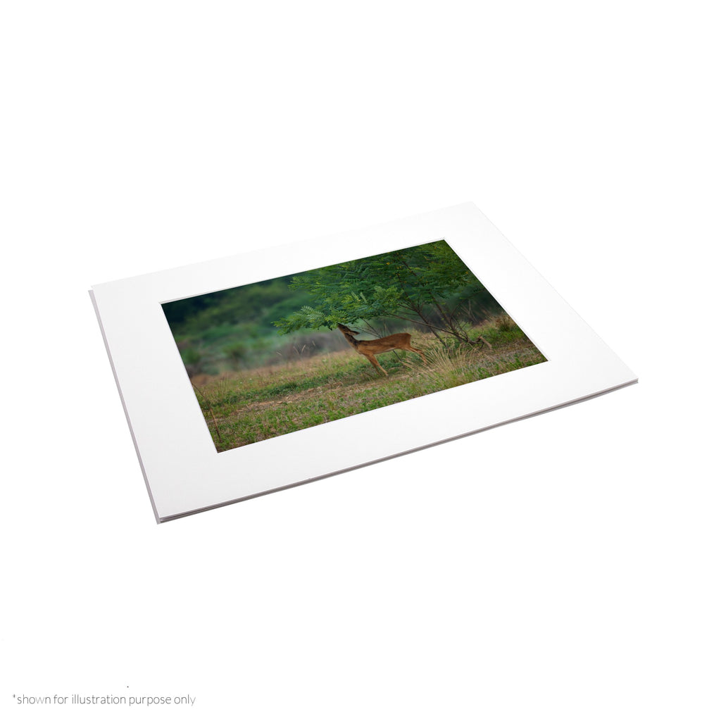 Matte Frame Print