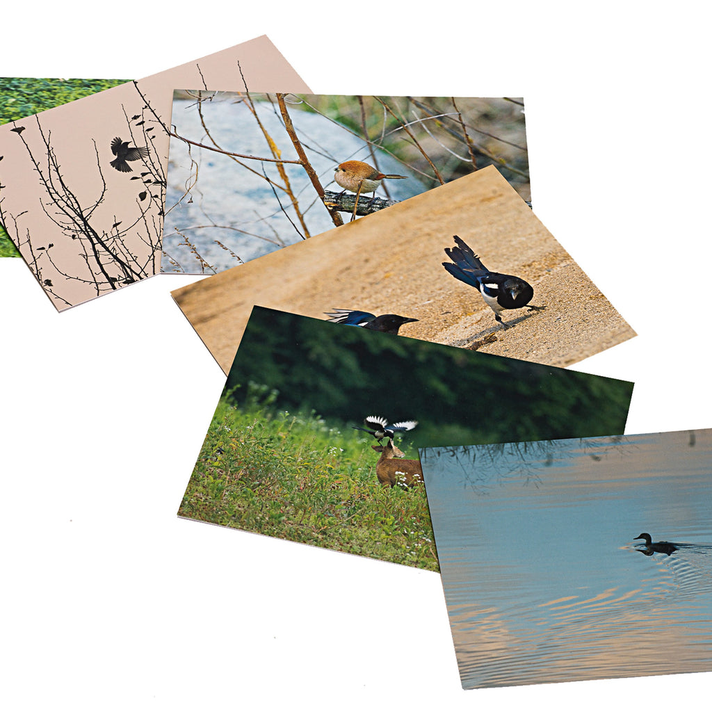 Postcard Set - Assorted