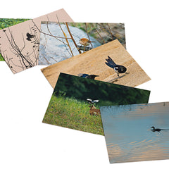 Postcard Set - Assorted
