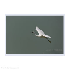 Poster (Medium)