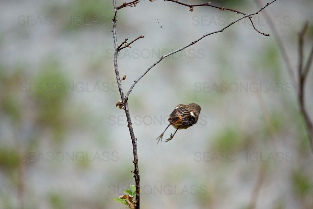 Daurian Redstart