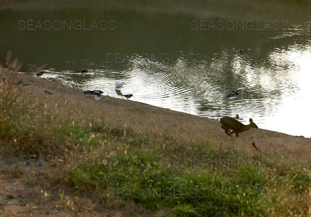 Water Deer, Magpies and Egret
