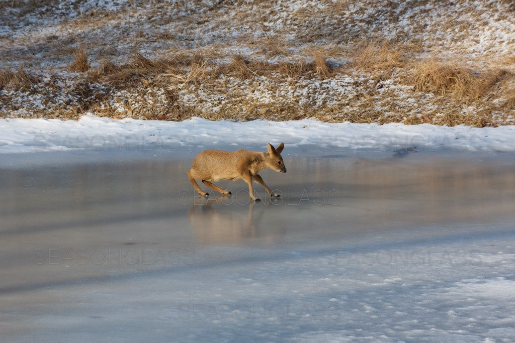 Water Deer on Frozen Pond