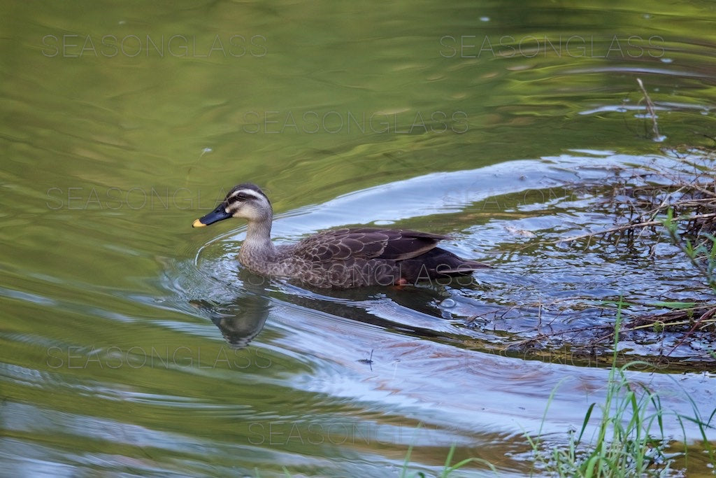 Spot-billed Duck