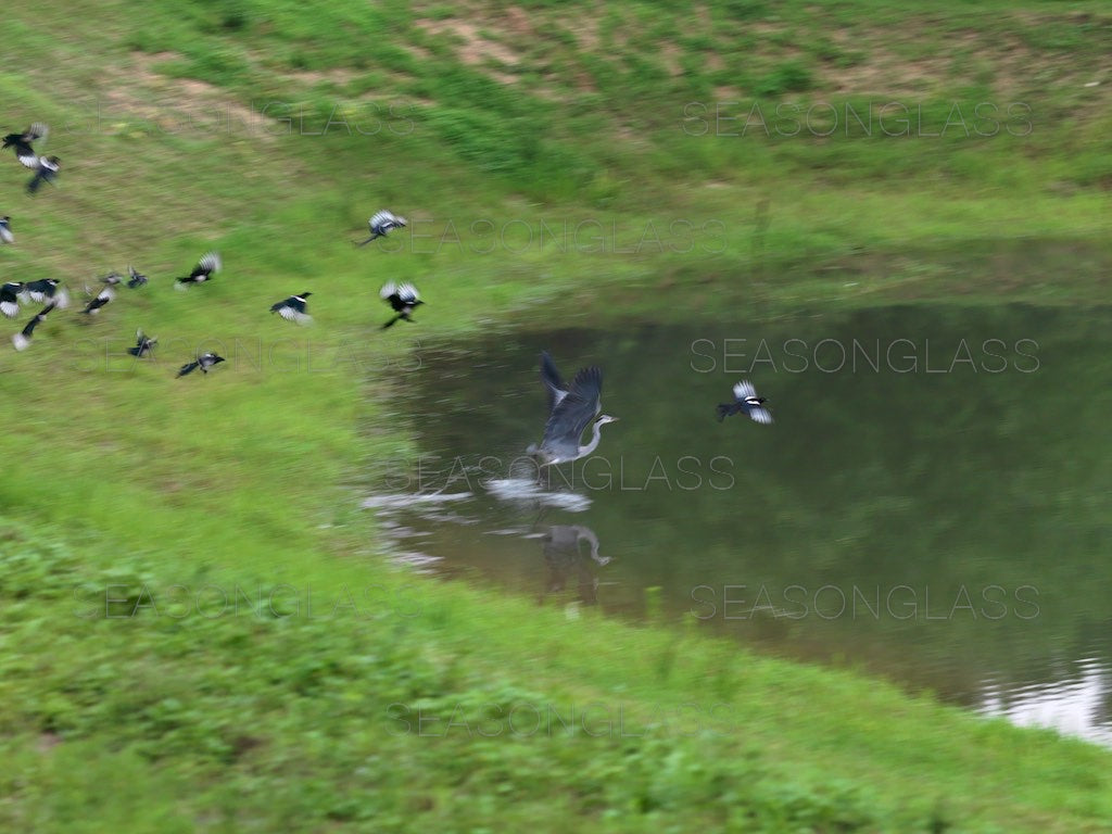 Magpies Harassing Grey Heron