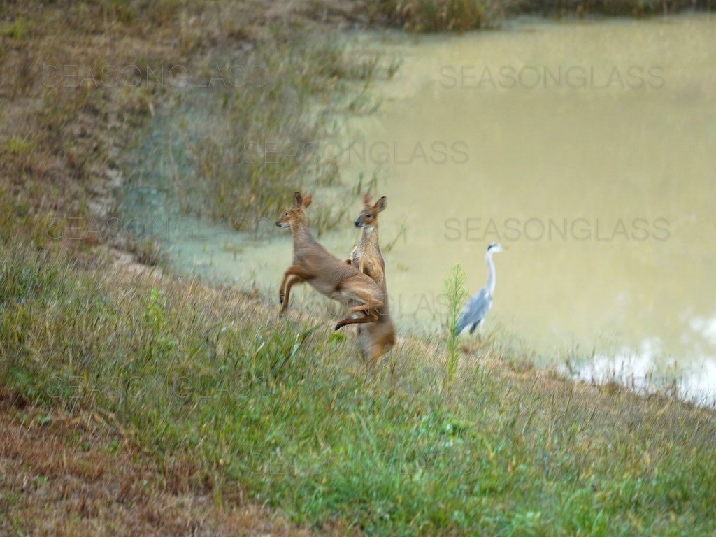 Water Deer and Grey Heron