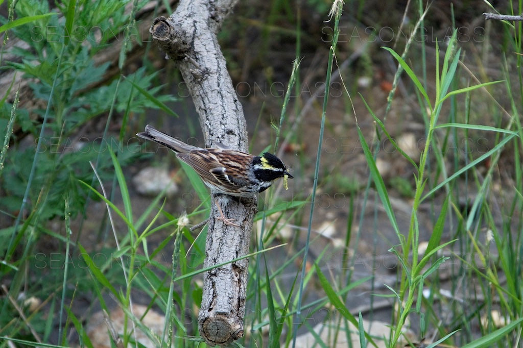 Yellow-throated Bunting with Insect