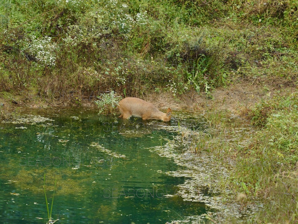 Water Deer