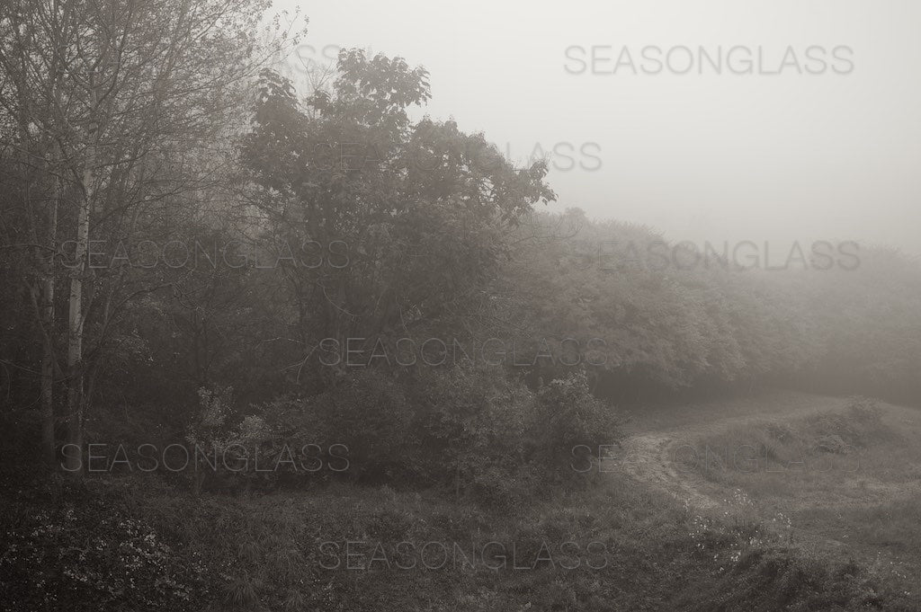 Woods in Autumn Mist