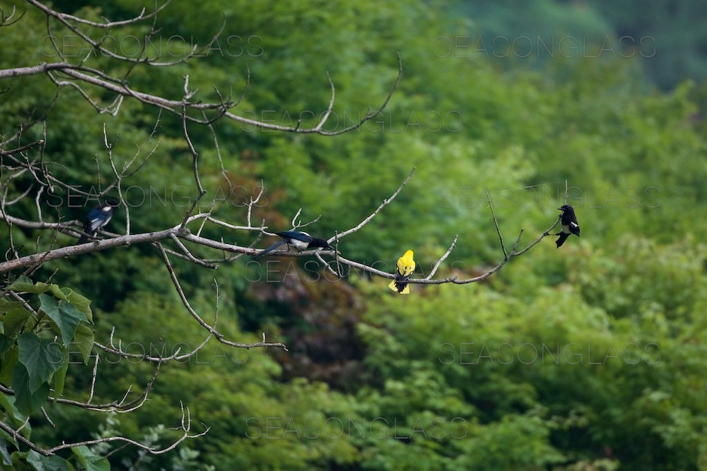 Magpies and Black-naped Oriole
