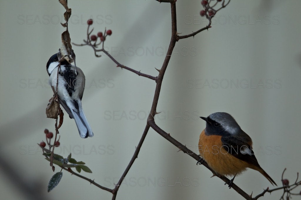 Great Tit and Male Daurian Redstart