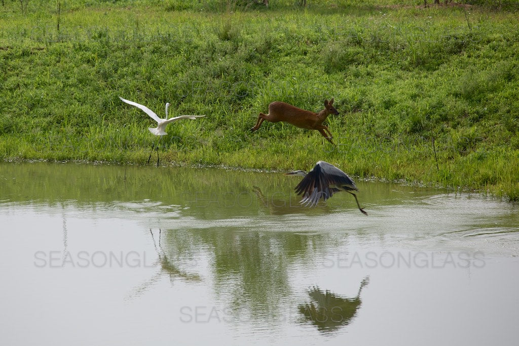 Egret, Grey Heron and Water Deer