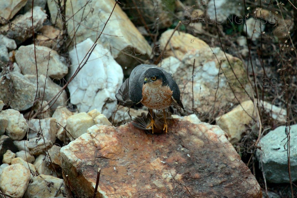 Northern Sparrowhawk with Vinous-throated Parrotbill