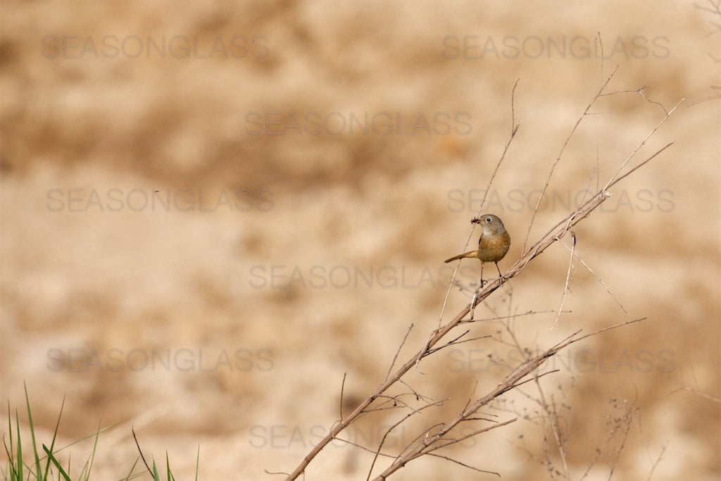 Female Daurian Redstart