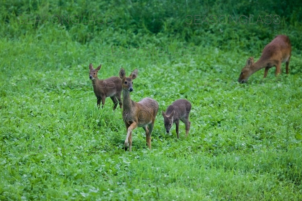Family of Water Deer