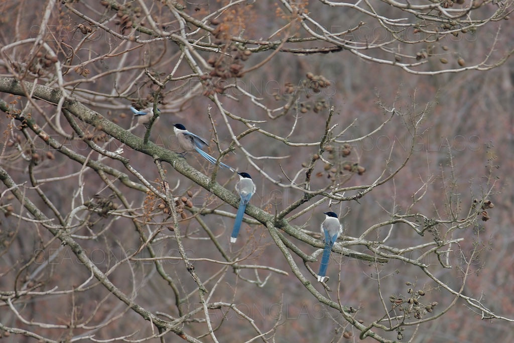 Azure-winged Magpies