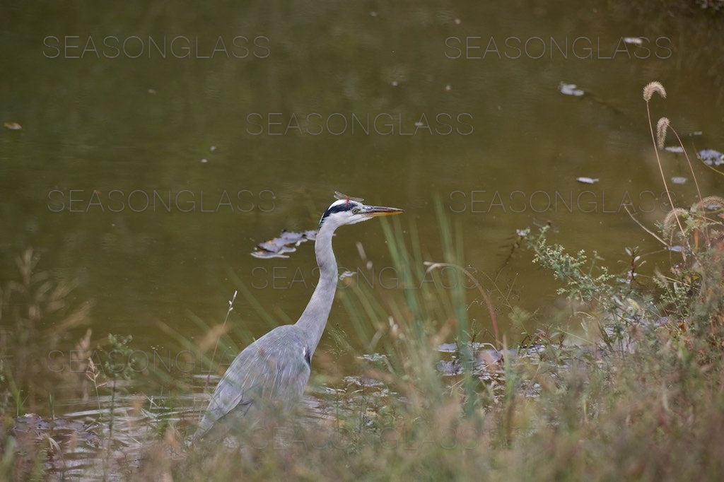 Grey Heron with Dragonfly