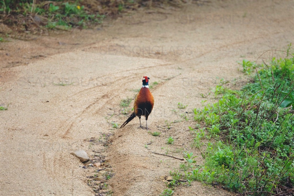 Cock Pheasant