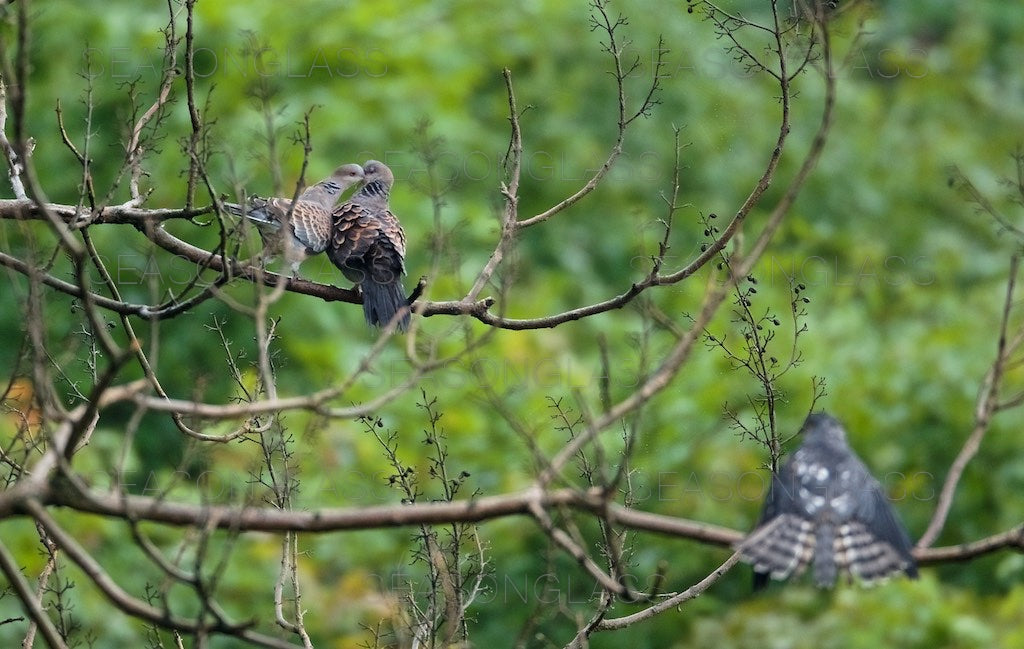 Turtledoves and Chinese Sparrowhawk