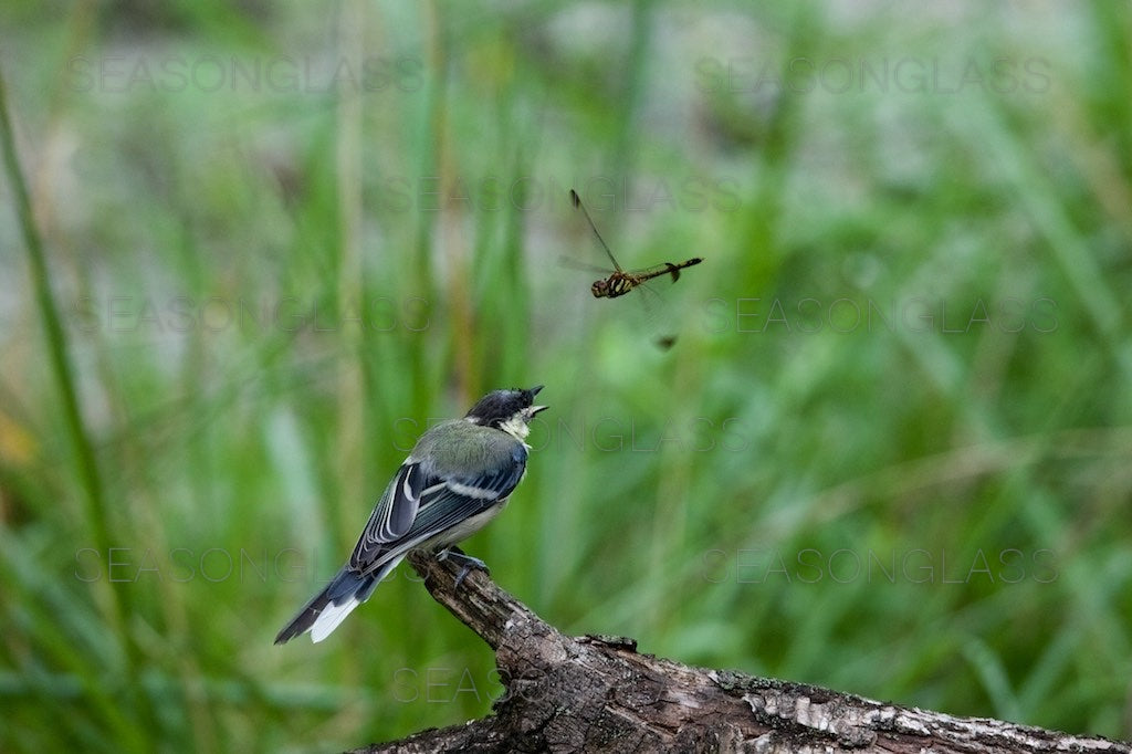 Great Tit and Dragonfly