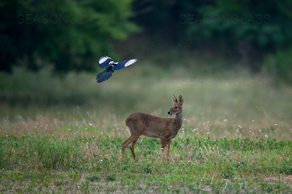 Magpie and Water Deer