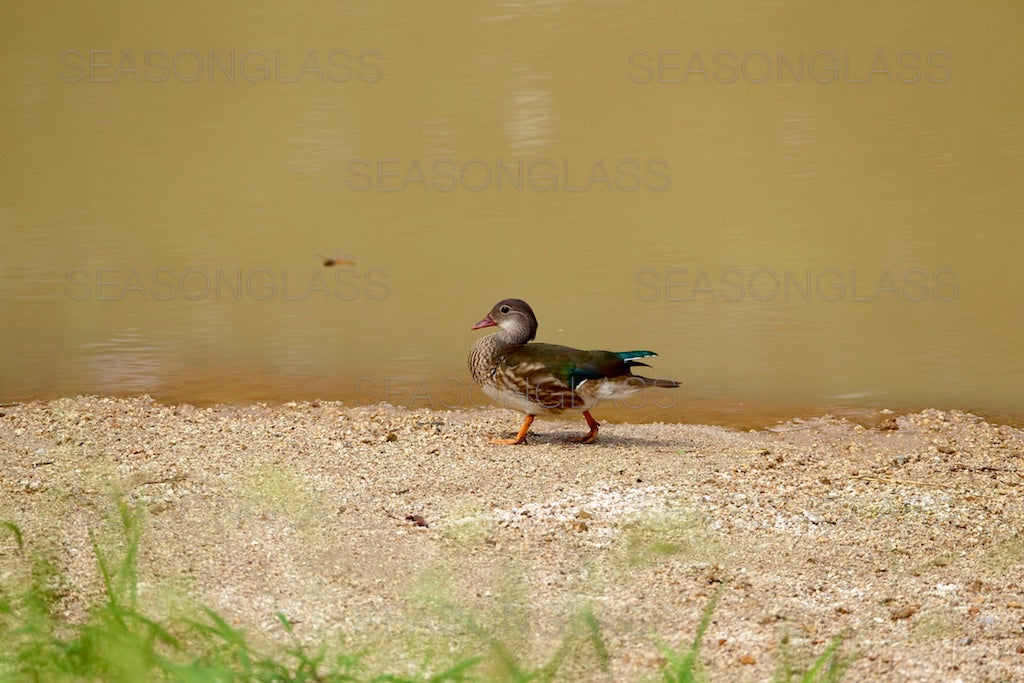 Male Mandarin Duck and Dragonfly