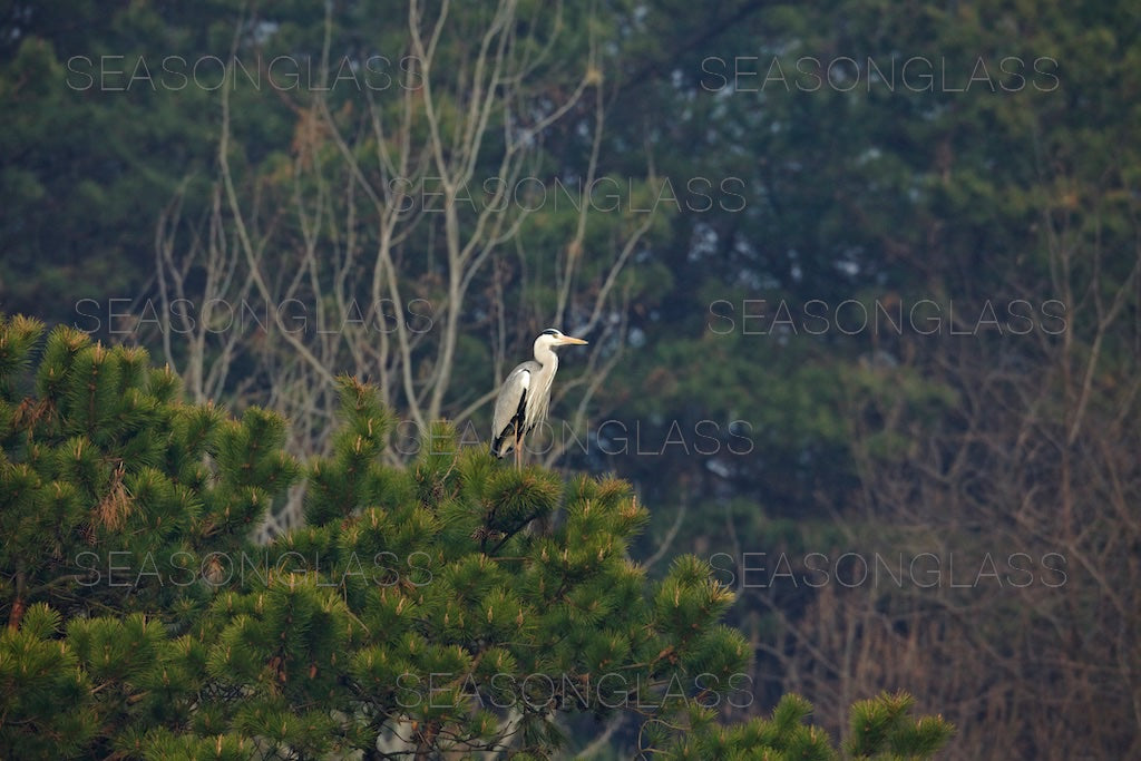 Grey Heron on Pine Tree