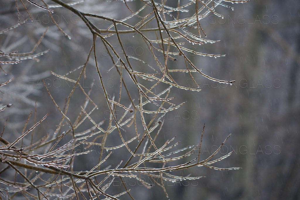 Icy Branches in Rain