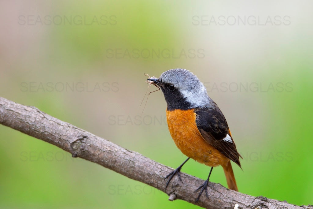 Male Daurian Redstart with Insect