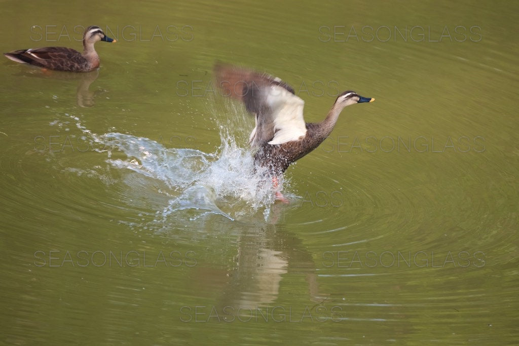 Spot-billed Ducks