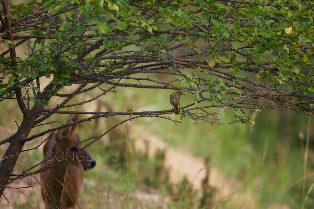 Daurian Redstart and Water Deer