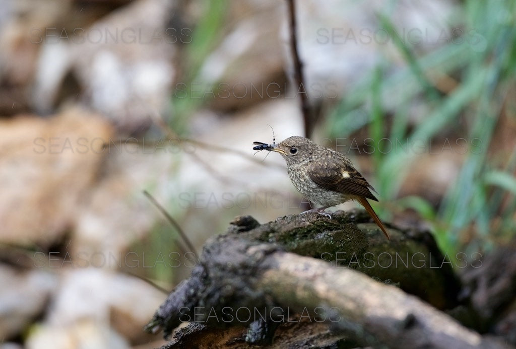 Young Daurian Redstart with Insect