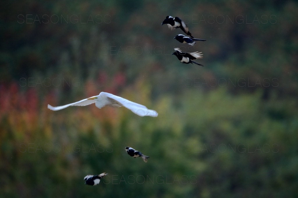 Magpies Harassing Egret