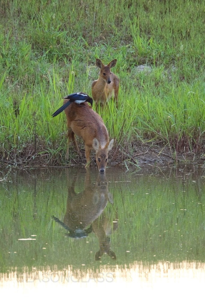 Magpie and Water Deer