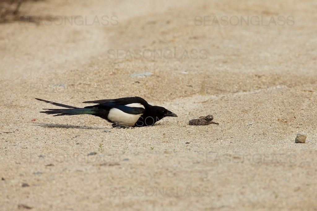 Magpie and Korean Rat Snake