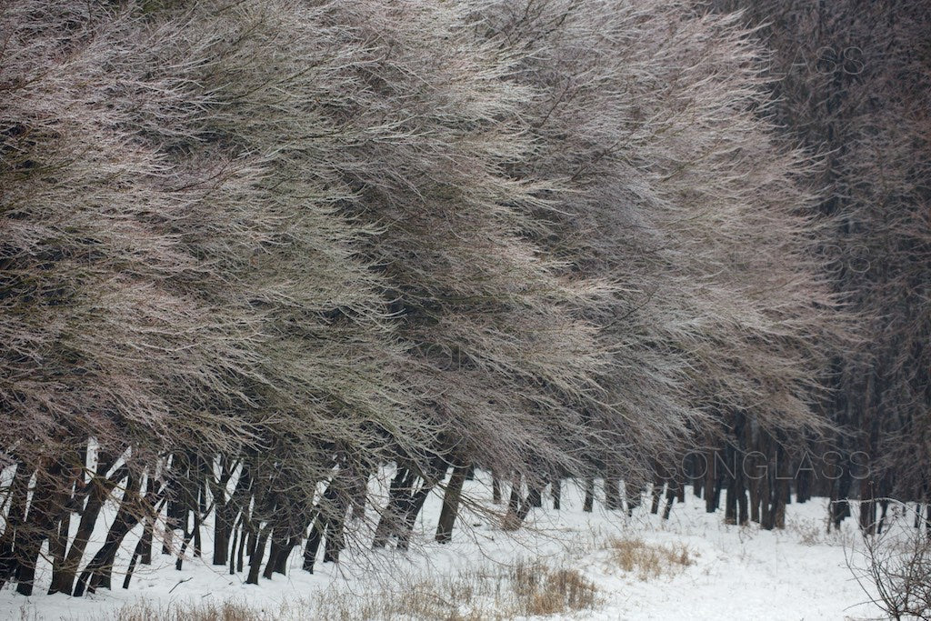 Maple Trees in Winter