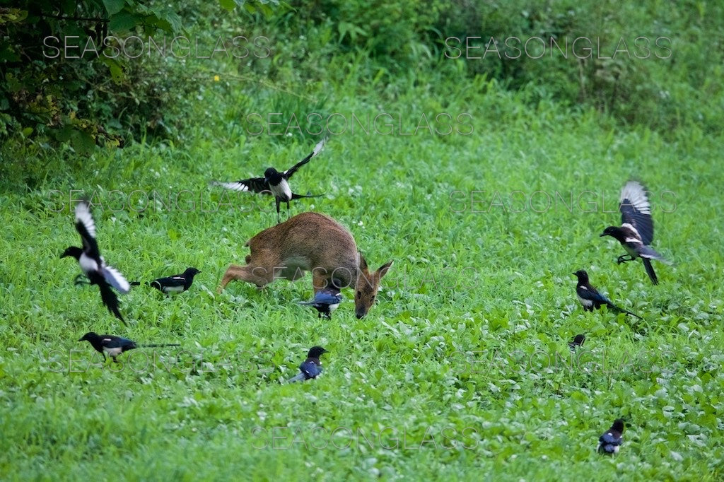 Magpies and Water Deer