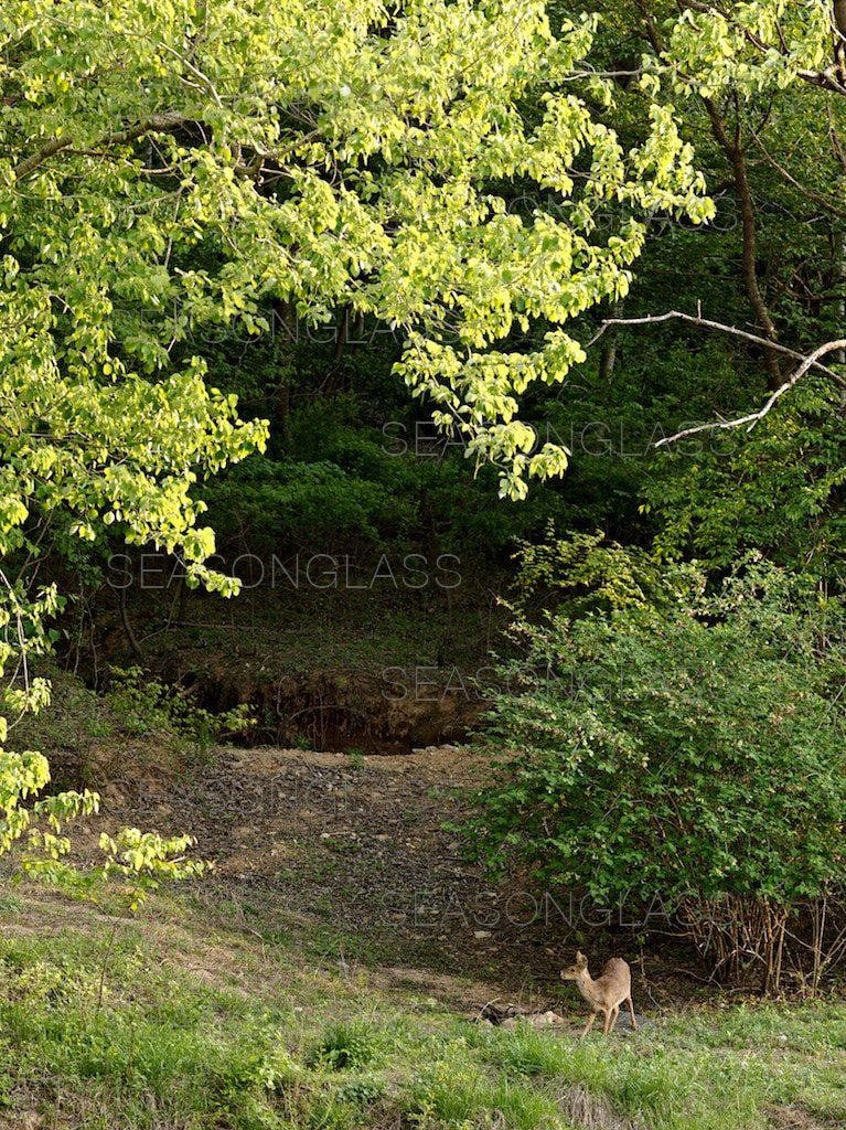 Water Deer