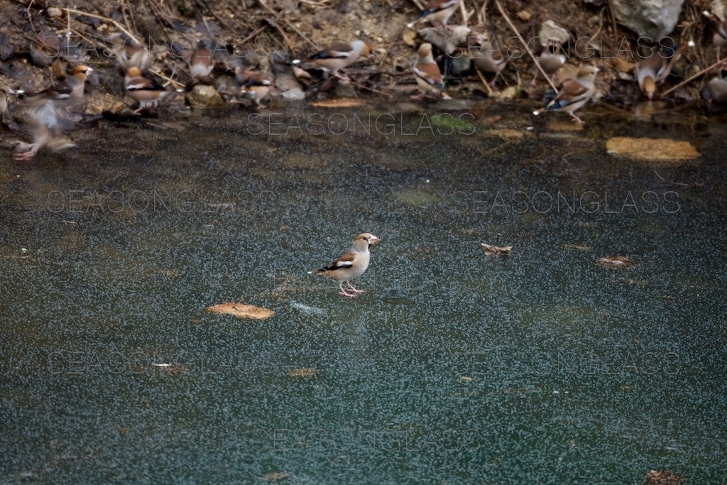 Hawfinch on Frozen Pond