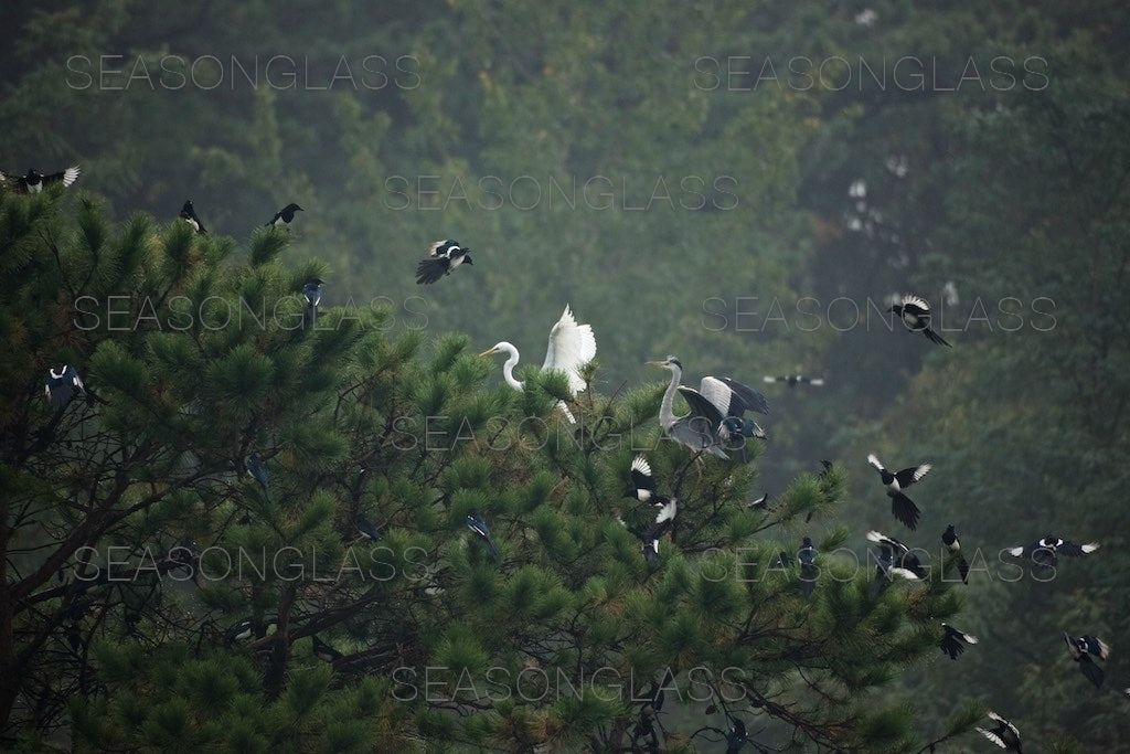 Magpies Harassing Egret and Grey Heron