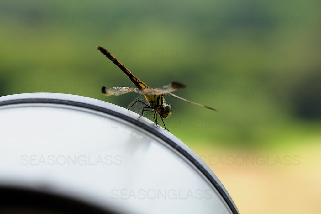 Dragonfly on Camera Lens