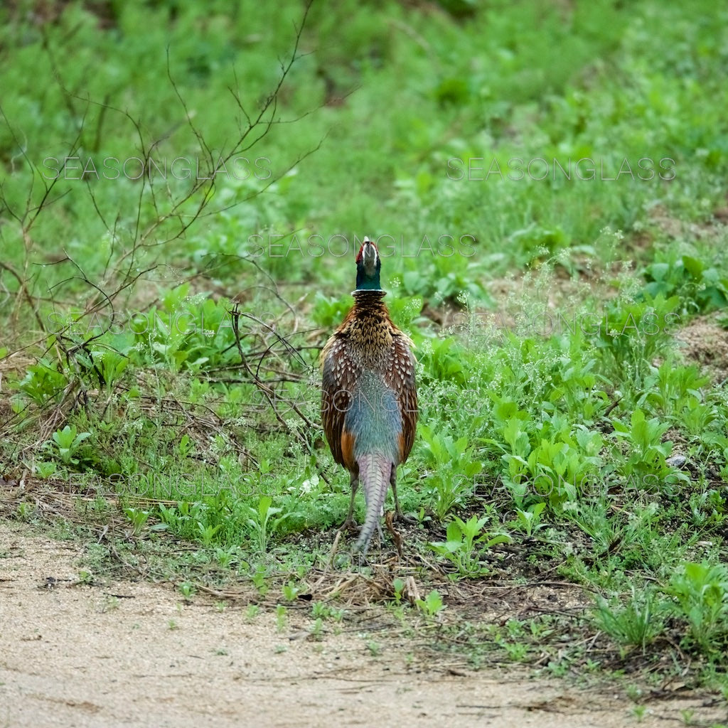 Cock Pheasant