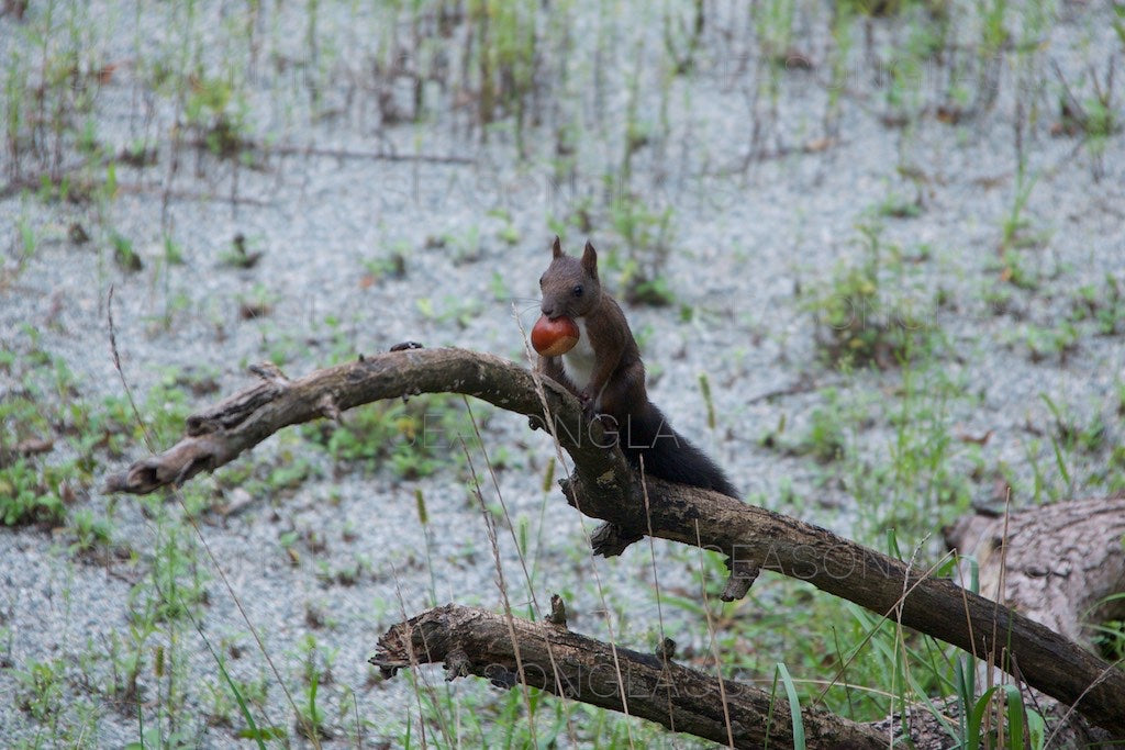 Korean Red Squirrel