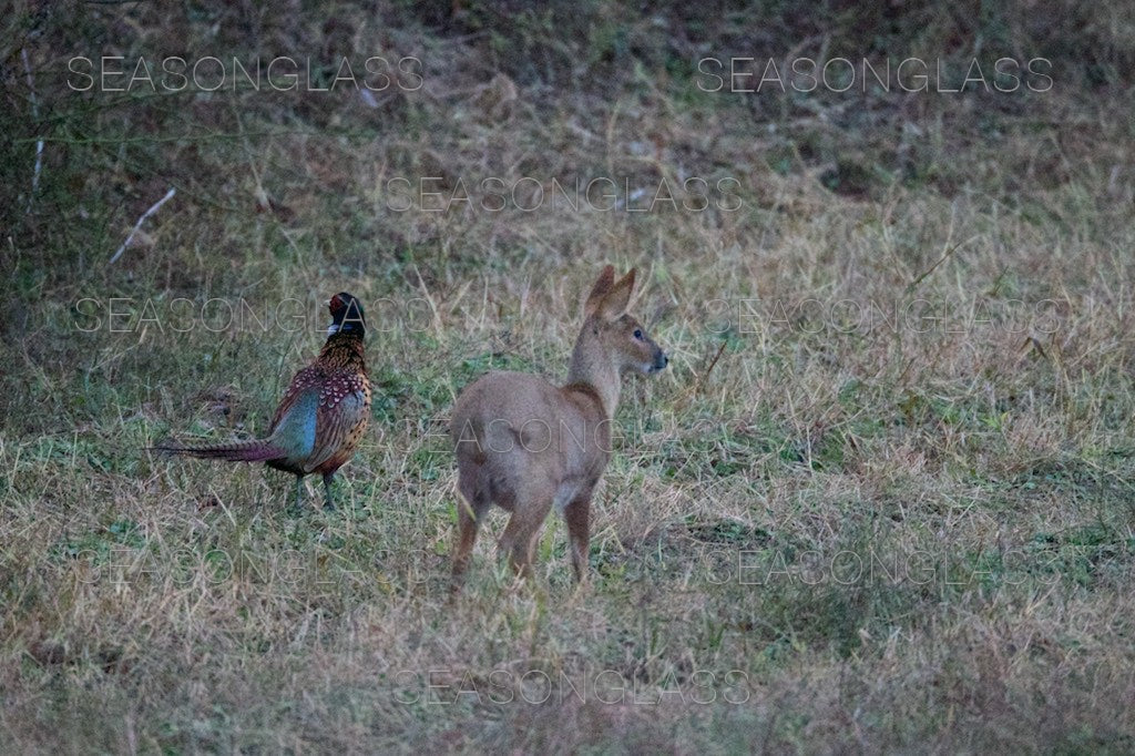 Cock Pheasant and Water Deer