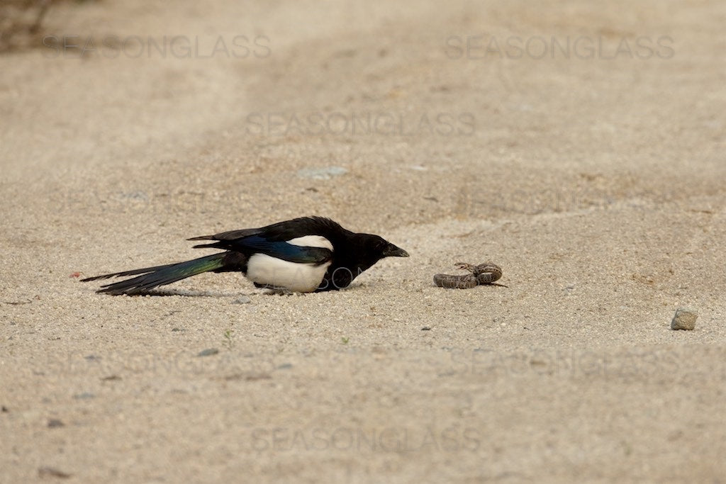 Magpie and Korean Rat Snake