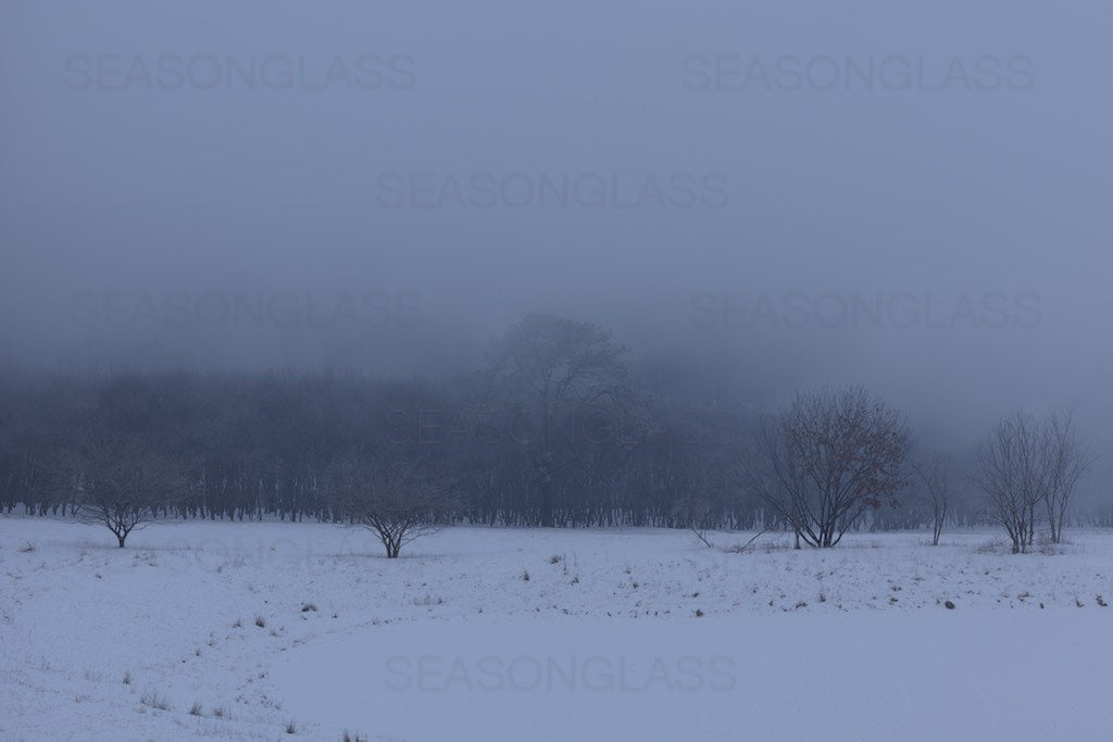 Woods in Winter Mist