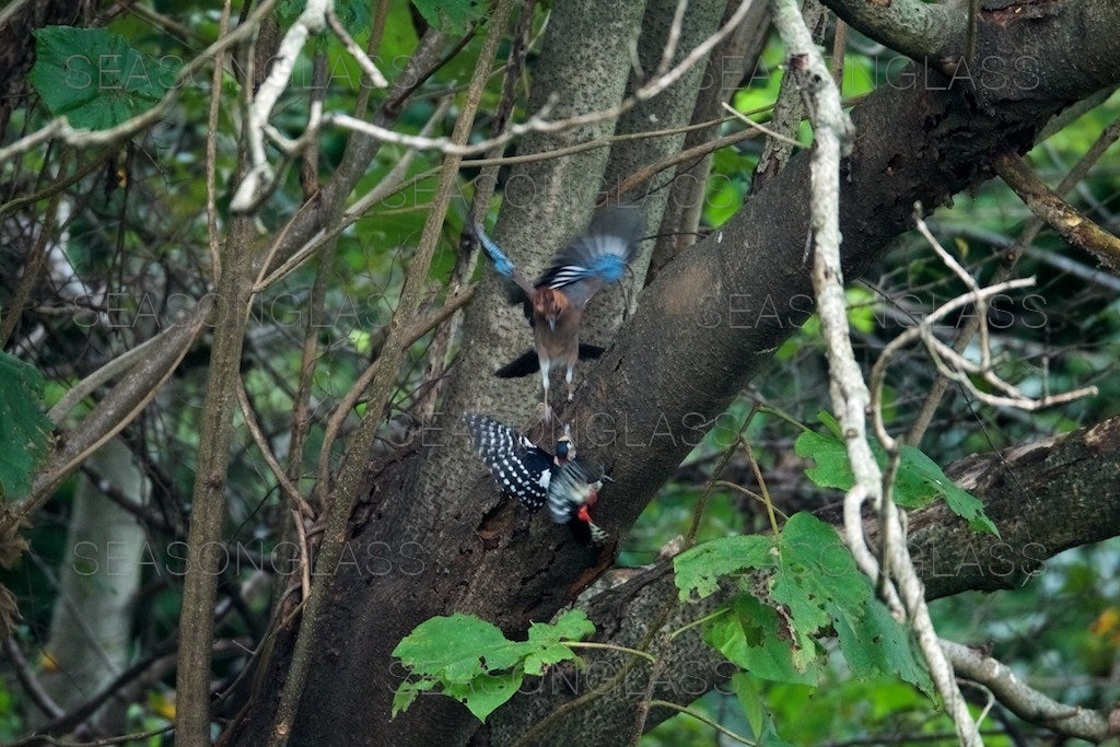 Eurasian Jay and Great Spotted Woodpecker