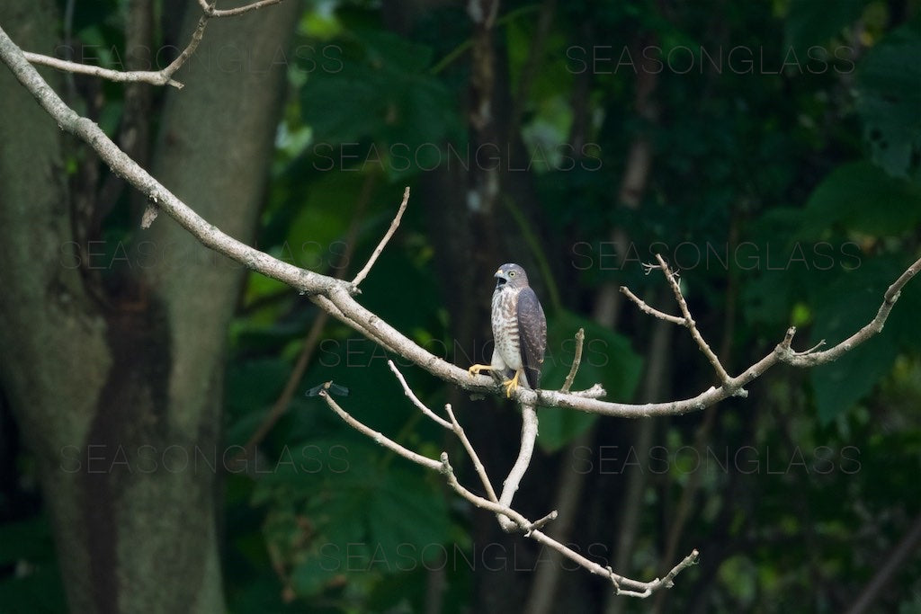 Chinese Sparrowhawk and Dragonfly